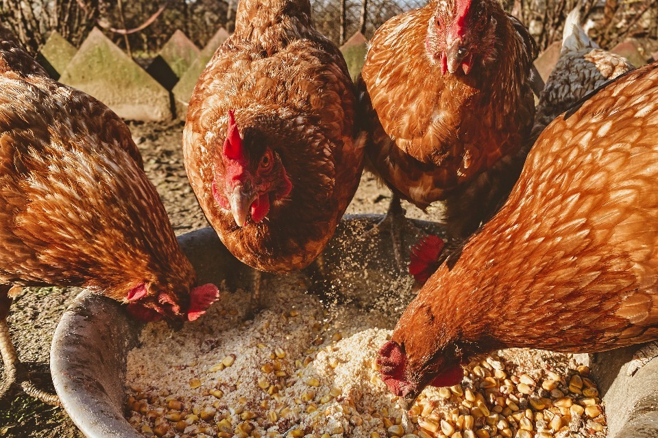 CMA Approves Poultry Feed Merger