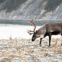 A caribou grazes on rocky scrubland near a calm lake, with a backdrop of forested hills.