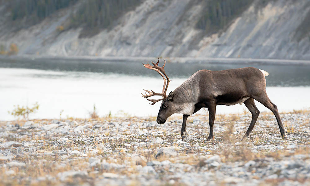 A caribou grazes on rocky scrubland near a calm lake, with a backdrop of forested hills.