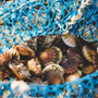 King Scallop Fishery Temporarily Closed