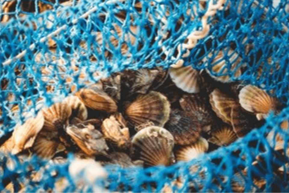 King Scallop Fishery Temporarily Closed