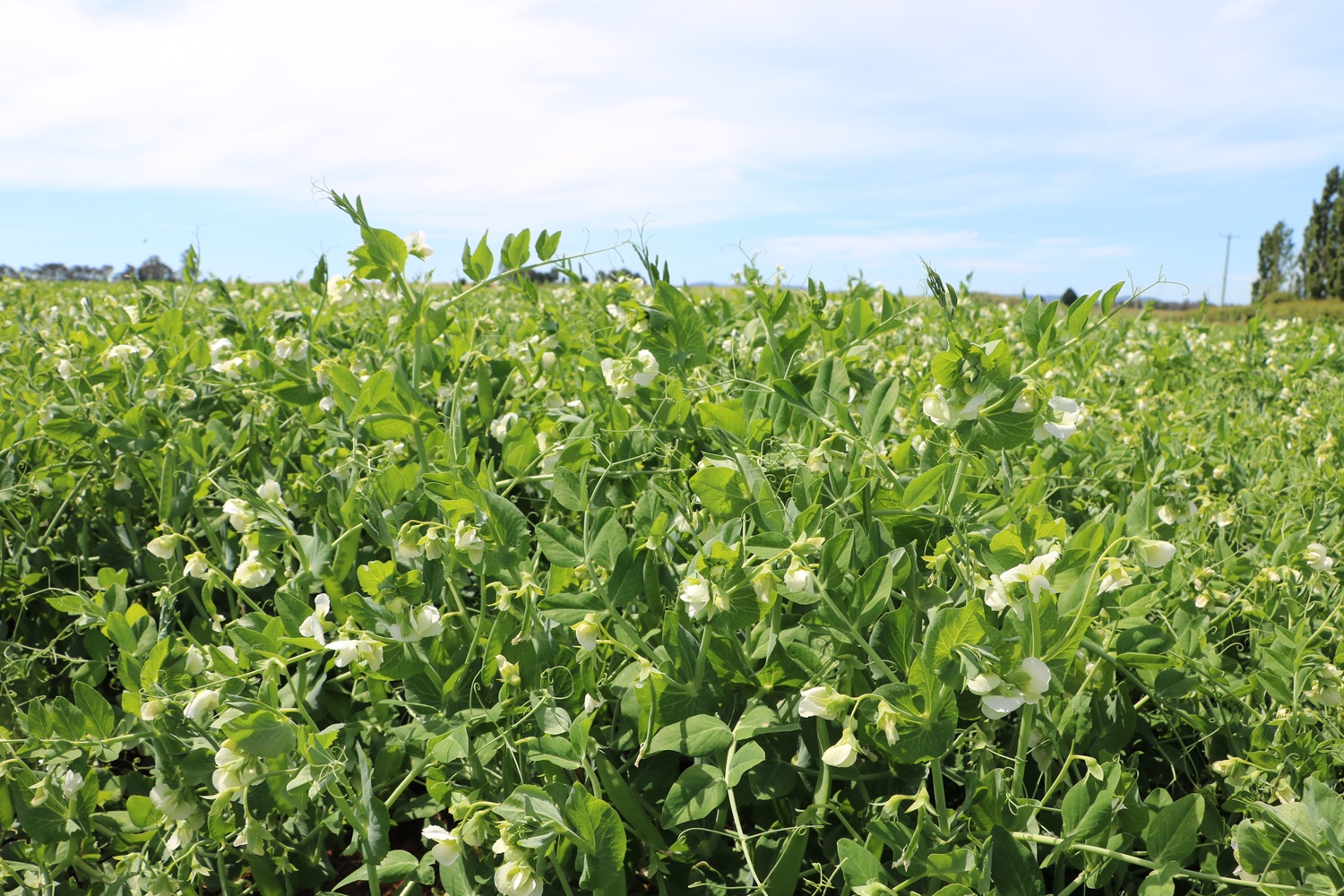 Pea Collar Rot Causes Under Investigation