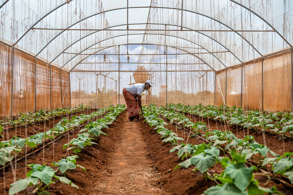 Somalia Eyes Climate-Resilient Farming Boost