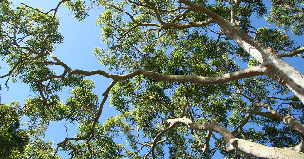 Councils Hail Crackdown on Illegal Tree Clearing