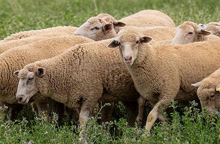 Goat Exports Remain Strong Despite Flood Impacts