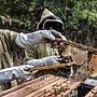 Africa Leads Global Honey Production Growth by 2025