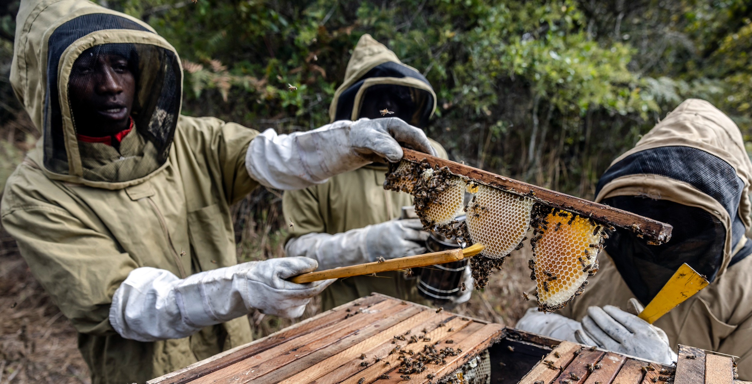 Africa Leads Global Honey Production Growth by 2025