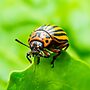 Alert: Potato Industry Faces Colorado Beetle Threat