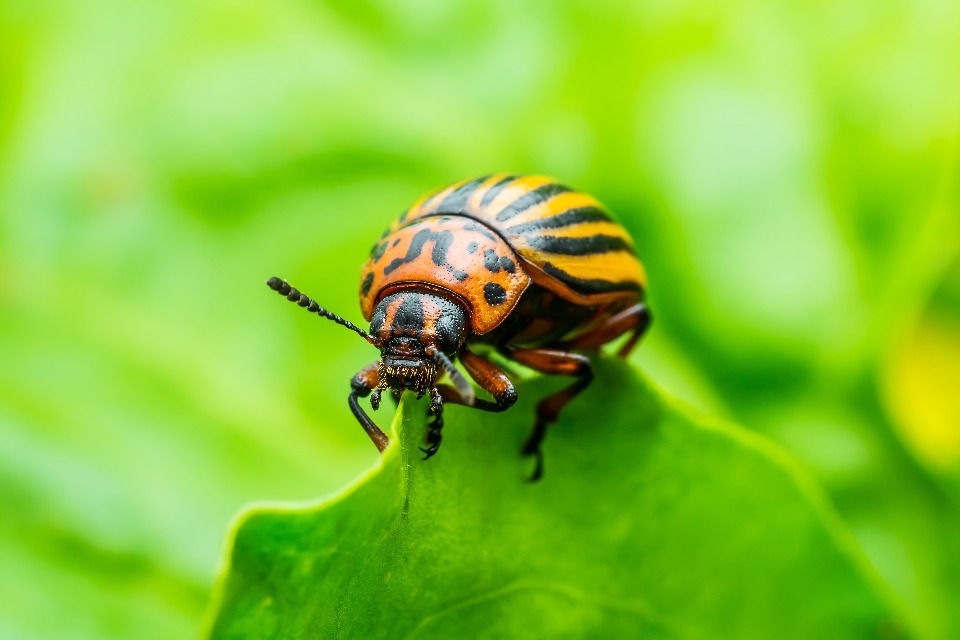 Alert: Potato Industry Faces Colorado Beetle Threat