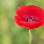 Ballarat Secures Funding for Veterans Centre