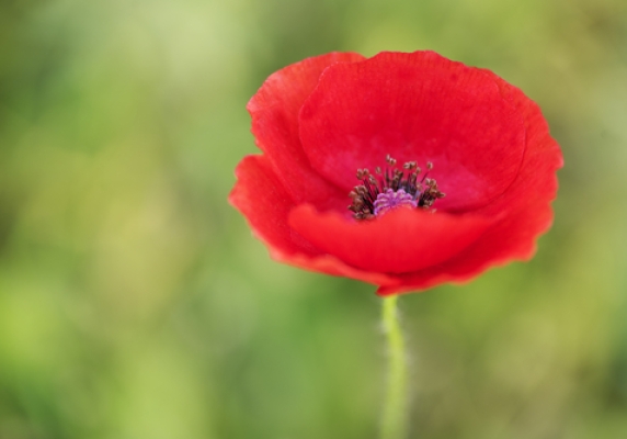 Ballarat Secures Funding for Veterans Centre