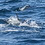 Bluefin Tuna Catch-And-Release Applications Reopen