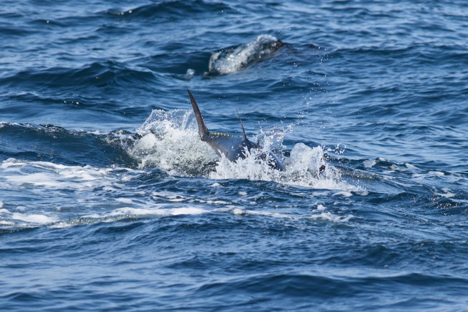 Bluefin Tuna Catch-And-Release Applications Reopen
