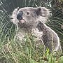 A koala spotted recently at Cooranbong - Photo by Ben Courbrough.jpg