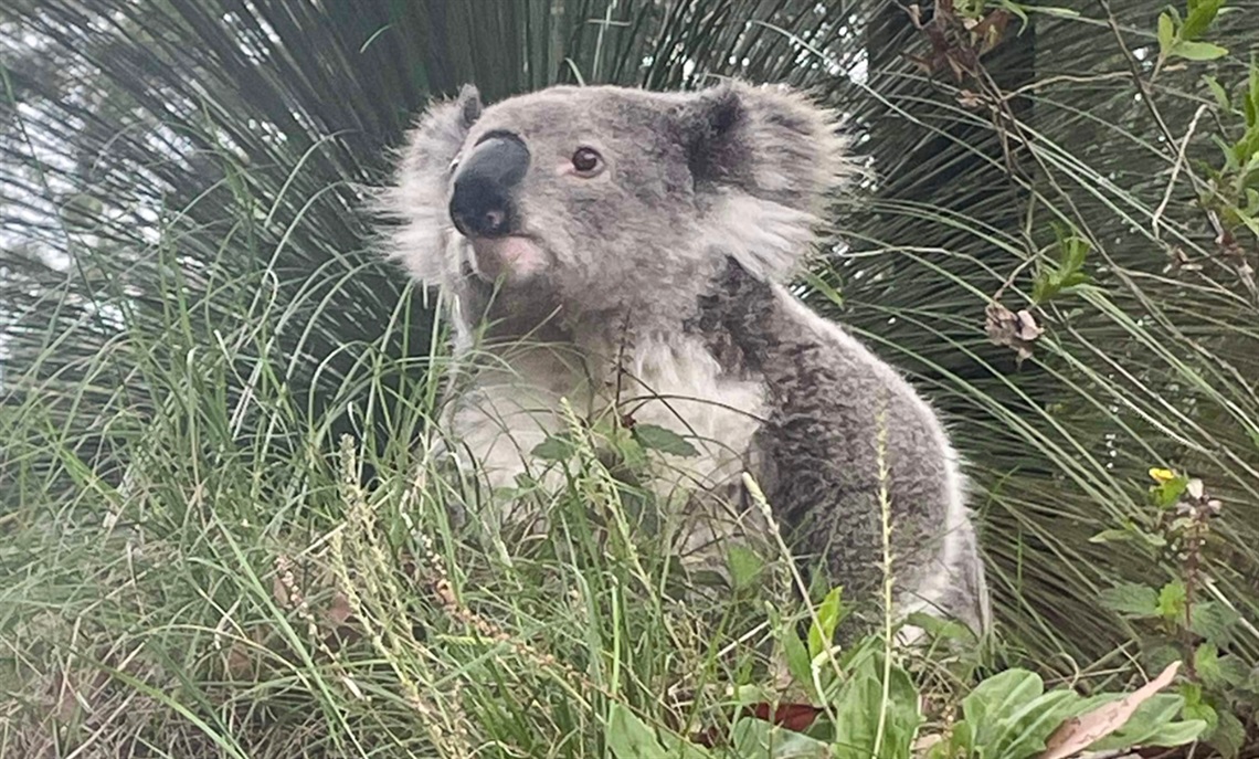 A koala spotted recently at Cooranbong - Photo by Ben Courbrough.jpg