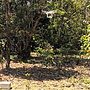 Drones Boost Community Forest Growth, New Study Finds