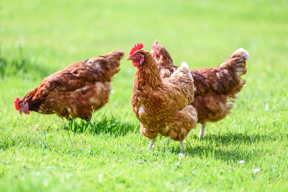 Egg Packers Face Charges Over Altered Best Before Dates