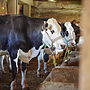 FAO Urges Action on Foot-and-Mouth Outbreaks