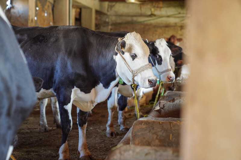 FAO Urges Action on Foot-and-Mouth Outbreaks