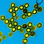 HHS, NIH Unveil Next-Gen Universal Vaccine Platform