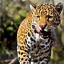 Major Overhaul for UK Zoo Animal Welfare Rules