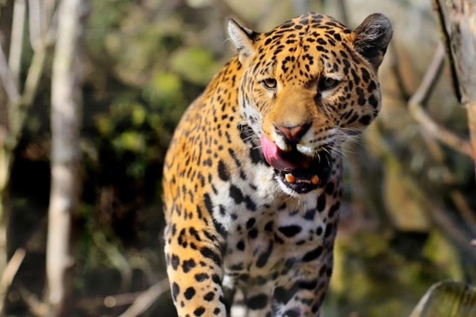 Major Overhaul for UK Zoo Animal Welfare Rules