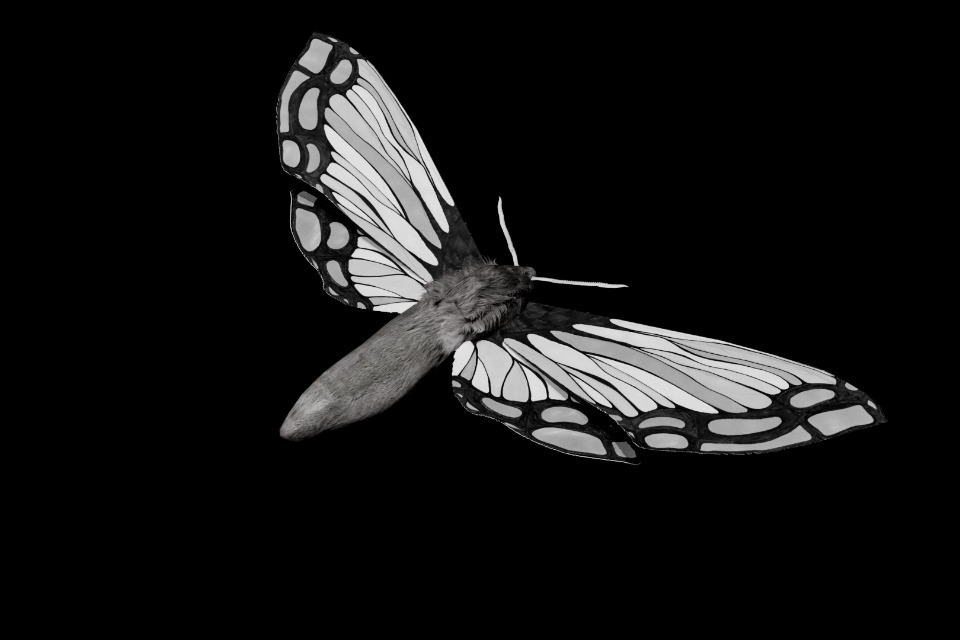 Moth X Human: Ellie Wilson's Nature-Inspired Art