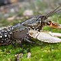 Murray Crayfish