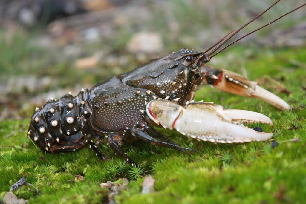 Murray Crayfish