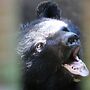 N. Korea Wildlife Trade Endangers Species