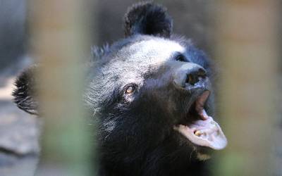 N. Korea Wildlife Trade Endangers Species