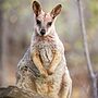 A kangaroo sitting on a rock, blending into the natural surroundings of a wooded area