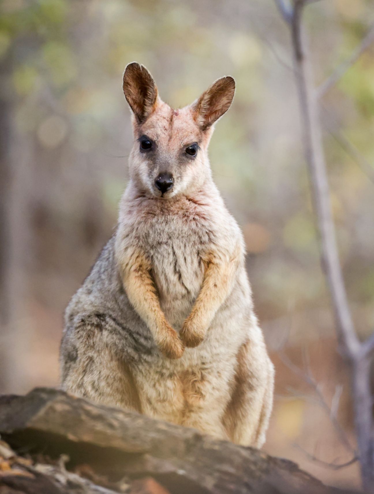 Offset Project To Protect Purple-necked Rock-wallabies