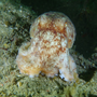 Southwest Octopus Bloom