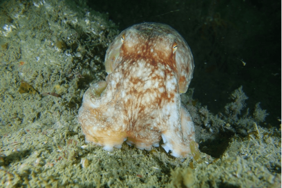 Southwest Octopus Bloom