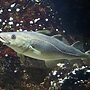 UK Unveils £360m Fund for Fishing, Coastal Growth