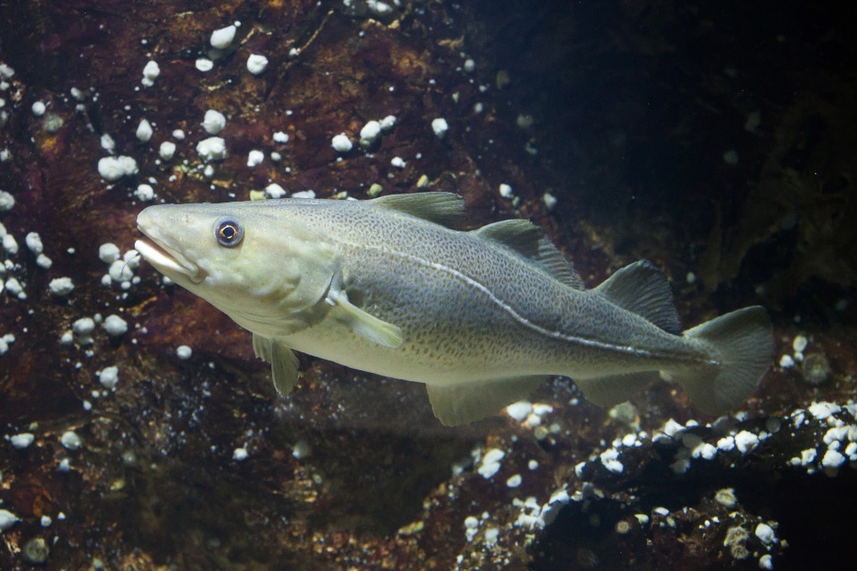 UK Unveils £360m Fund for Fishing, Coastal Growth