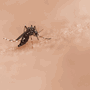 Vimkunya Vaccine OK'd for Chikungunya in Ages 12+