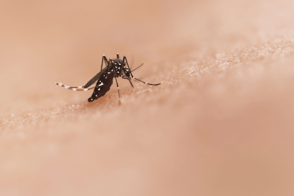 Vimkunya Vaccine OK’d for Chikungunya in Ages 12+