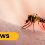 West Nile Virus Detected in UK Mosquitoes