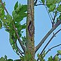 Woodlands Boosted by Plant Pest & Disease Research
