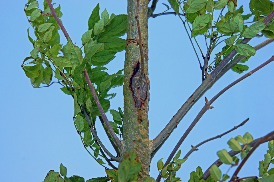 Woodlands Boosted by Plant Pest & Disease Research