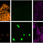 Efficient Cell Creation Boosts Immune, Drug Research