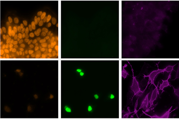 Efficient Cell Creation Boosts Immune, Drug Research