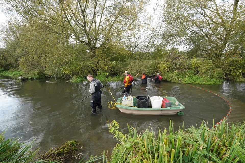 Kennet Sees Rare Glass Eels Boost from Pilot Project