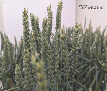 Close up of green ears of wheat growing in an indoor facility.