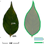 Research Probes Leaf Variation in Chuanqian Crape Myrtle