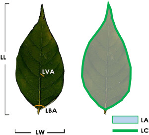 Research Probes Leaf Variation in Chuanqian Crape Myrtle