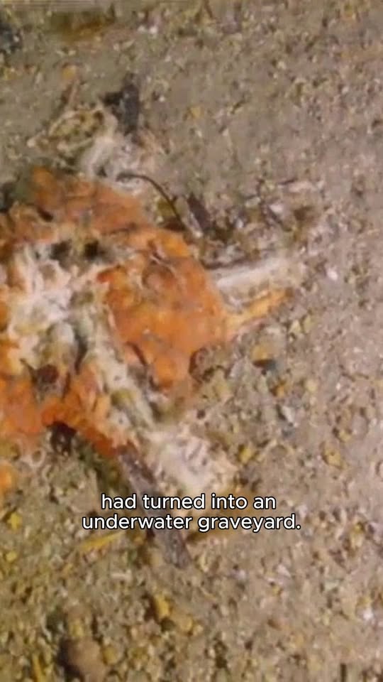 The Australian Greens: A damaging algal bloom, the result of ongoing marine heatwave, has killed at lea…