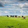 UK BSE Risk Downgraded, Boosts Farming Sector